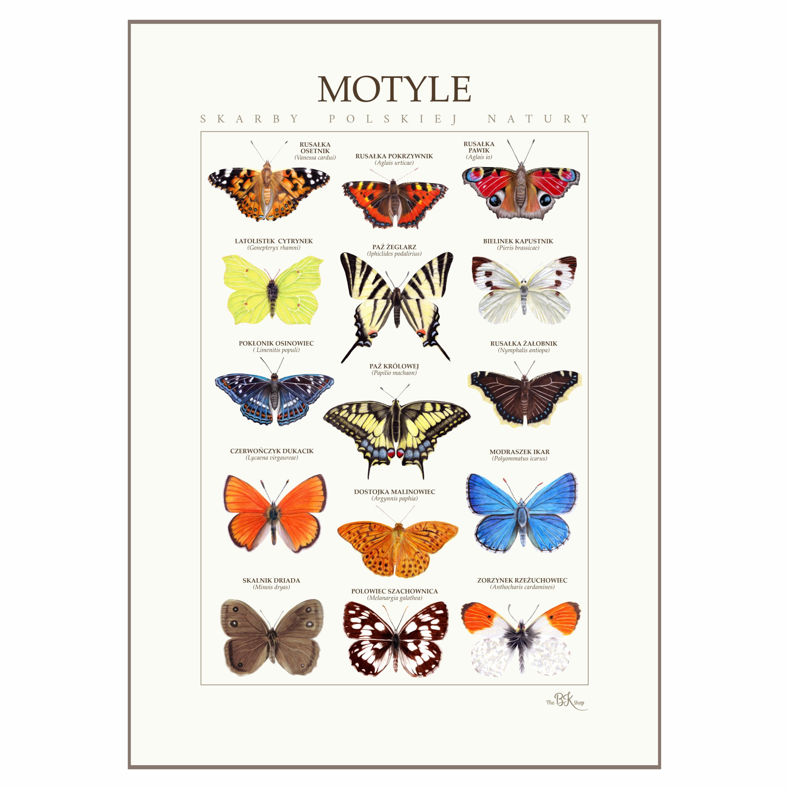 Plakat edukacyjny MOTYLE