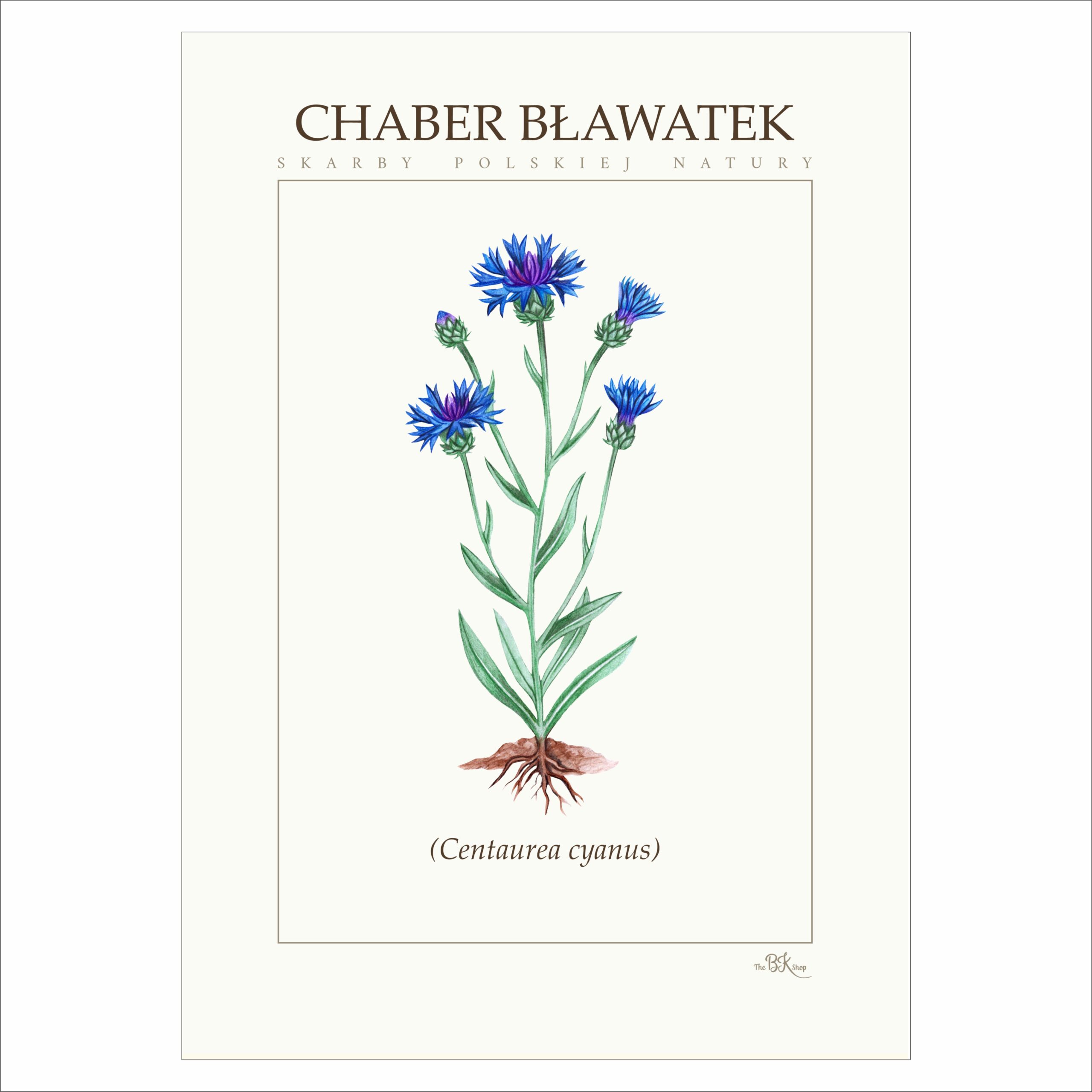 Plakat CHABER BŁAWATEK