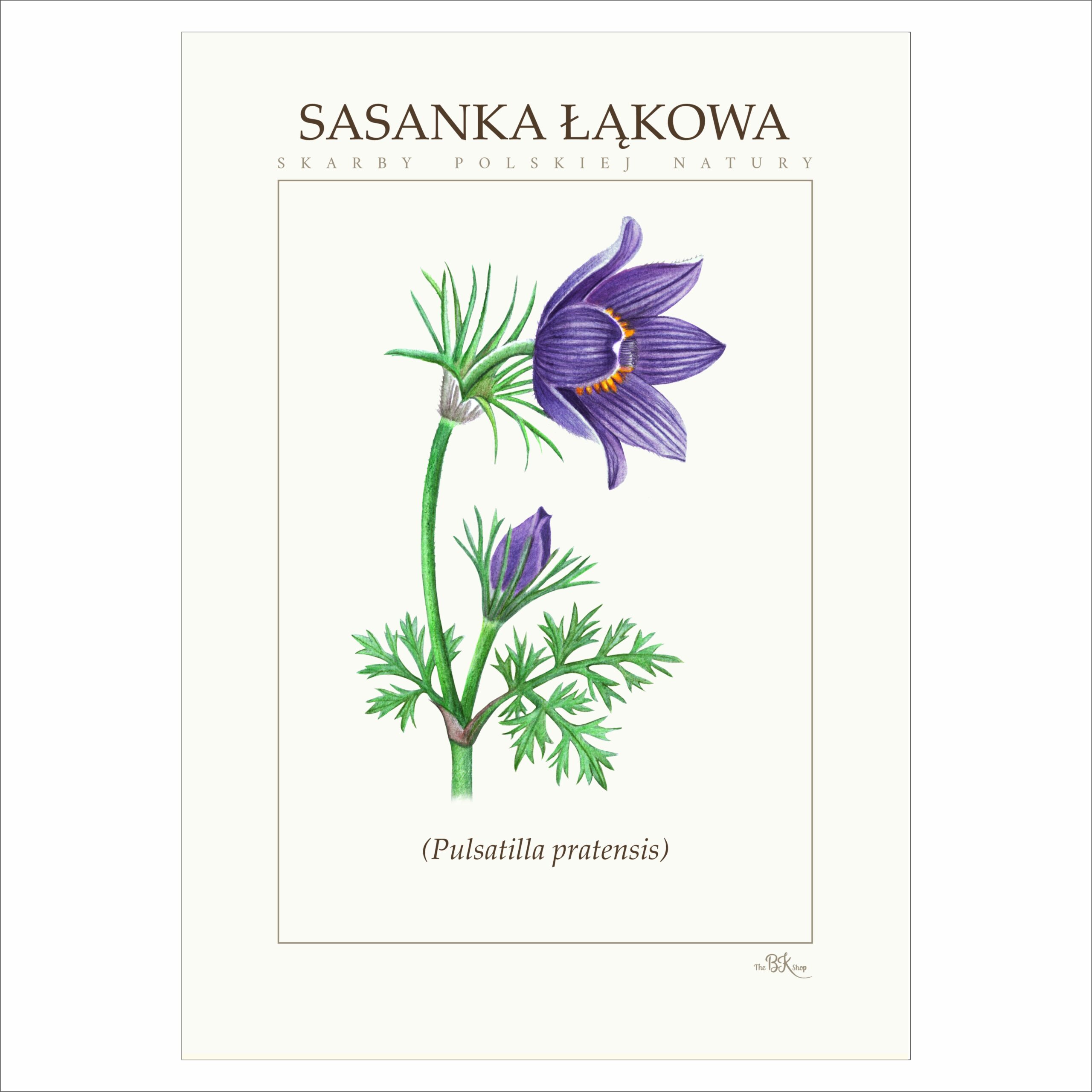 Plakat SASANKA ŁĄKOWA