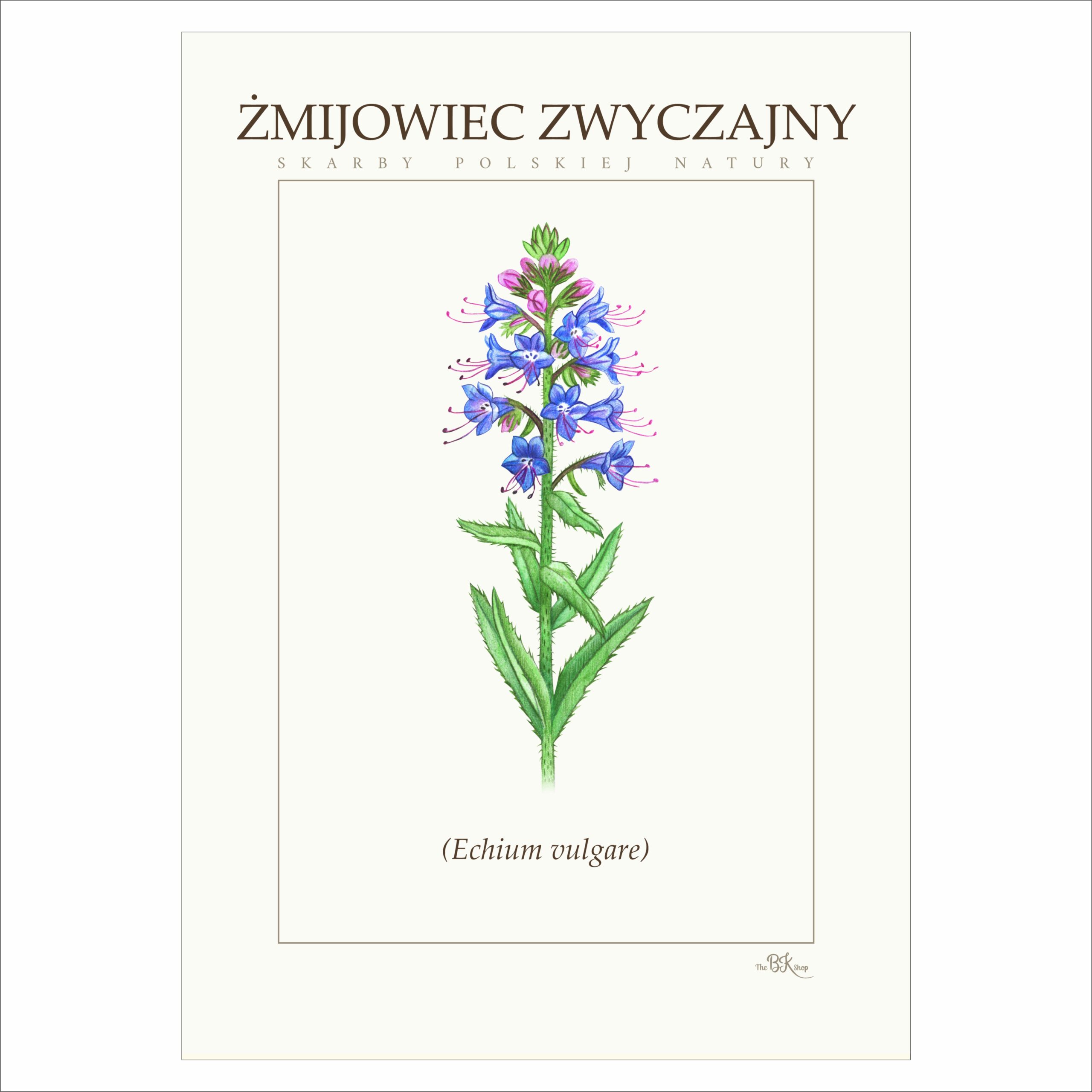 Plakat ŻMIJOWIEC ZWYCZAJNY